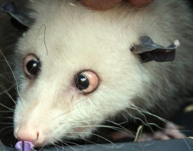 Heidi, das schielende Opossum © Foto: André Kempner