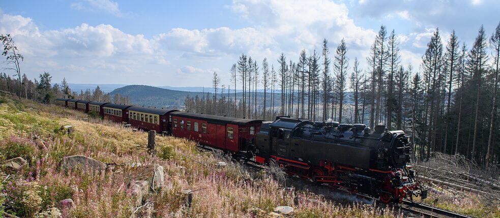 Ein Zug der Harzer Schmalspurbahnen (HSB) tuckert an abgestorbenen Nadelbäumen vorbei: Die Dürreperioden 2019 und 2020 und der Borkenkäfer haben einen Großteil der Fichten im Harz absterben lassen. Das Totholz wird nun gerodet und abtransportiert.