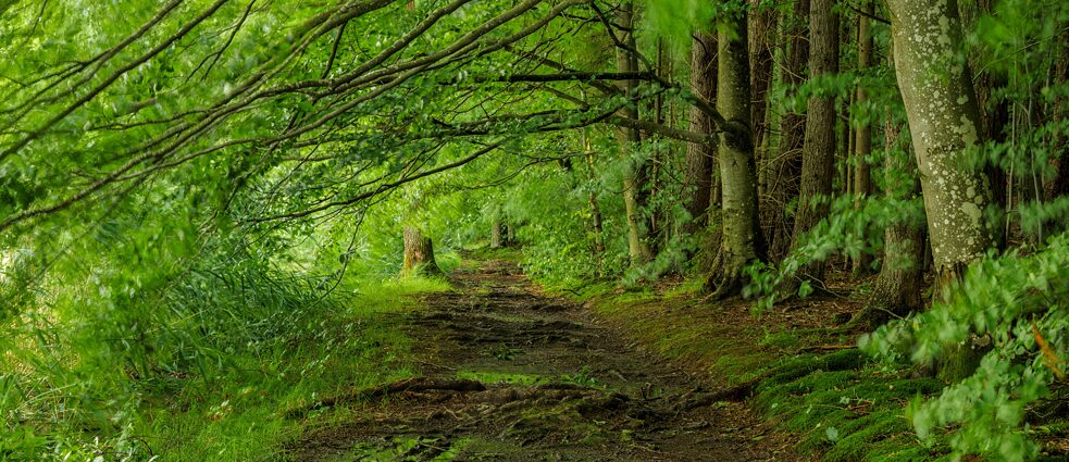Mischwälder halten dem Klimawandel am besten Stand. Mischwälder halten dem Klimawandel am besten Stand, darin sind sich Forscher*innen einig – ob sie zugleich auch als CO2-Speicher dienen können, ist noch unklar.
