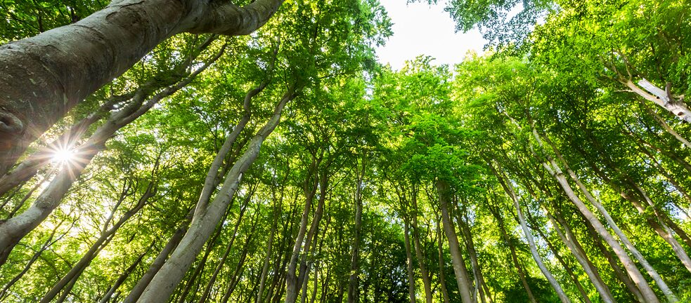 Welche Rotbuchenart hält dem Klimawandel am besten stand?