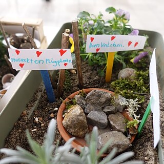 Des plantes et des pierres dans une boîte