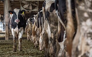 Kanadská nezisková organizace We Animals Media sdružuje fotografy a fotografky z celého světa. Jejím posláním je odhalovat příběhy zvířat, která jsou využívána k jídlu, módě, zábavě, práci, náboženství a experimentům, a dokumentovat jejich utrpení. Fotografka Jo-Anne McArthur je zakladatelka organizace.