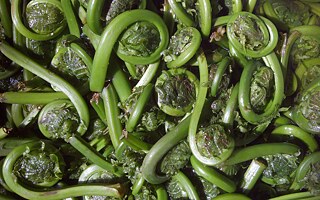 Fiddlehead fern