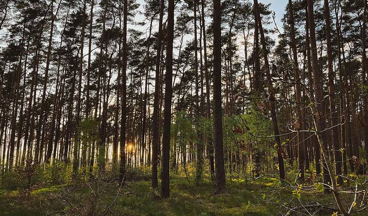 Das Foto zeigt einen Wald mit vielen Kiefern und kleinen Laubbäumen. Zwischen den Bäumen kann man die Sonne untergehen sehen. 
