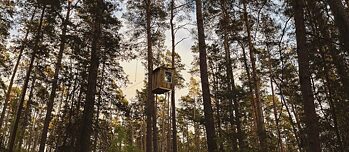 La photo montre une cabane perchée dans les branches d'une forêt de pins. 