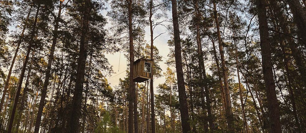Baumhaus in einer Waldbesetzung Das Foto zeigt ein Baumhaus hoch oben in den Ästen eines Kiefernwaldes.