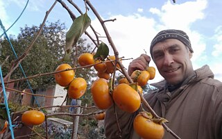 На Харківщині раніше навіть волоські горіхи та сортовий виноград були екзотикою. Наразі ж уже багато років у цьому кліматі ростуть і плодоносять персики. Приживаються і дають врожай 3-4 сорти хурми.