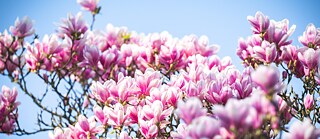 Die Magnolie des Goethe-Instituts Nancy