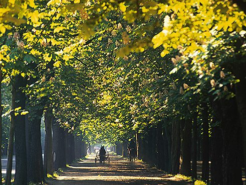 Prater: Prater Hauptallee