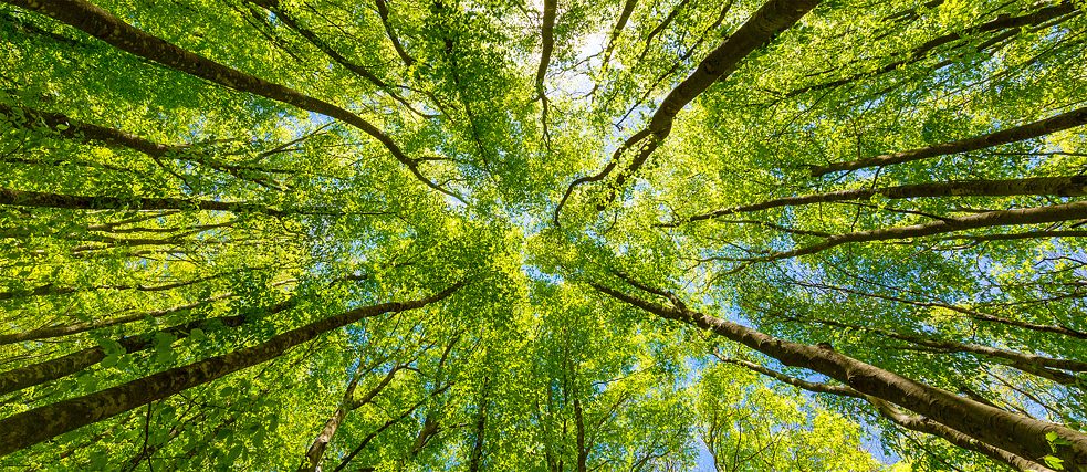 Wiederaufforstung für Flugreisen: Was bewirken Projekte zur CO2-Kompensation? Die Kronen mehrere Laubbäume von unten fotografiert