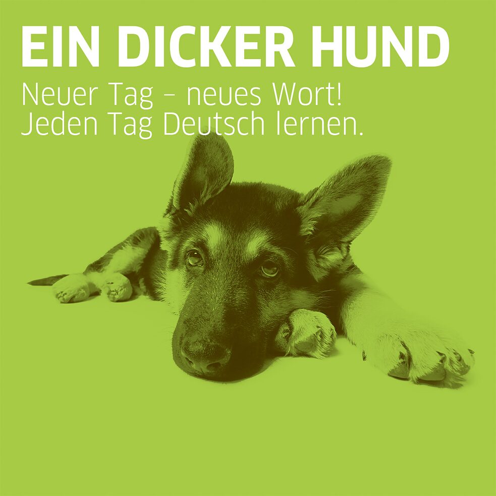 Hund 