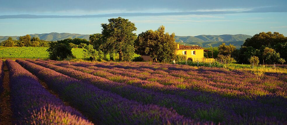 Lavendelfelder der Provence Viele Franzosen werden in diesem Sommer Urlaub in heimischen Gefilden machen.