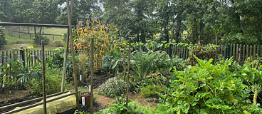 A green garden