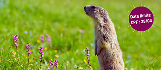 Auf einer Blumenwiese steht ein Murmeltier und man sieht den Hinweis in einem weinroten Kreis, dass der Anmeldeschluss via CPF am 25. April 2025 ist.