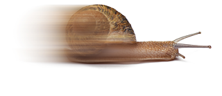 Eine dynamisch beschleunigte Schnecke mit dem Logo des Goethe-Instituts – Symbol für den schnellen Fortschritt im superintensiven Deutschkurs